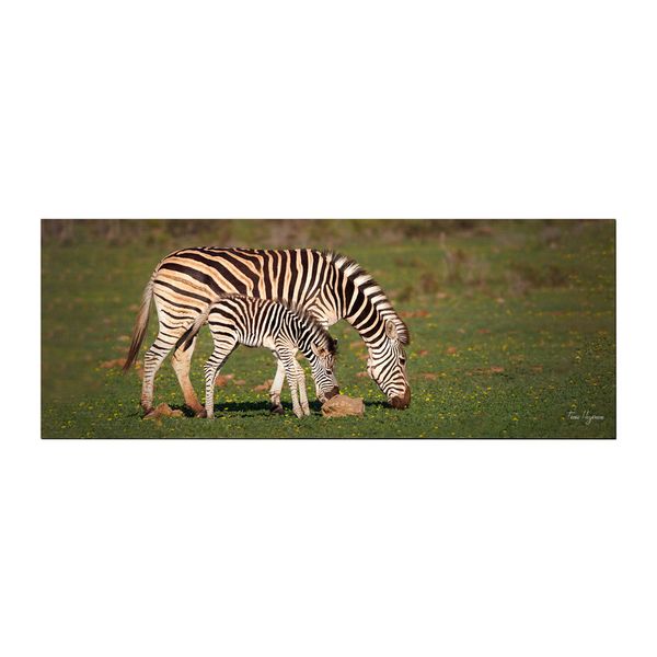zebra mother baby wildlife Large Desk Pad By Fanie Heymans