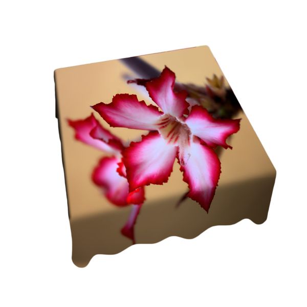 Pink Desert Rose Square Tablecloth By Annette He image