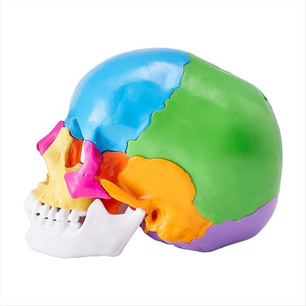 Human Skull Model Life-Size Painted Anatomy Skull