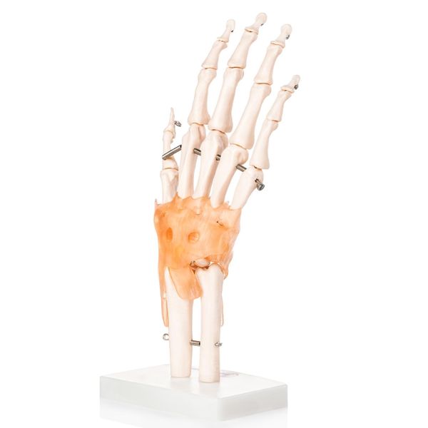 Life-Size Hand Joint with Ligaments Movable Anatomy Model - Educational