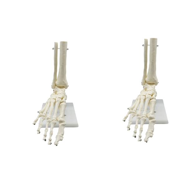 1 1 Human Skeleton Foot Anatomy Model Foot And Ankle Model Teaching