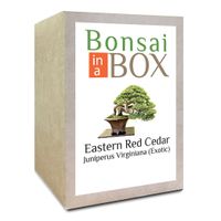 Bonsai in a Box - Eastern Red Cedar Tree | Buy Online in ...