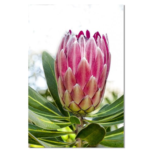 Large A1 size Canvas Print – Protea