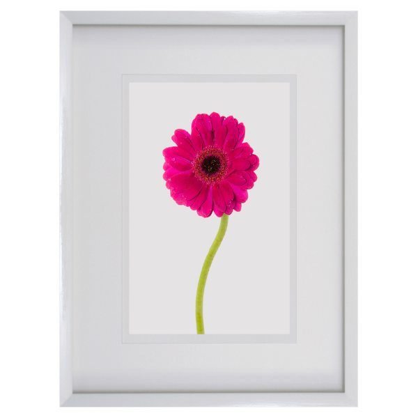 Framed Flower Gerbera I Ceriese 565x680mm