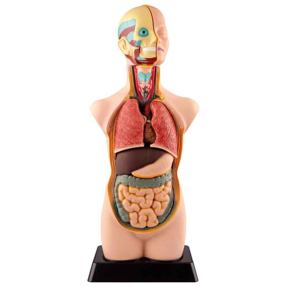 EduScience Human Anatomy Model Buy Online in South Africa
