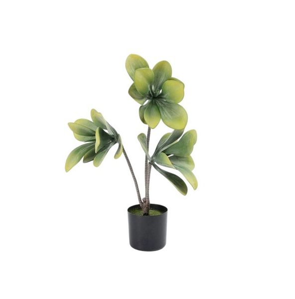 3 Stem Rock Rose Potted 63cm