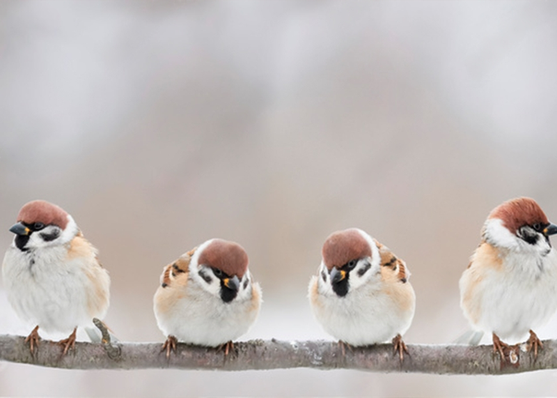 Wall Art Canvas - Little Birds Sit On A Branch and Chirp