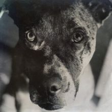 The Wind and the Runaway (Vinyl / 12" Album)