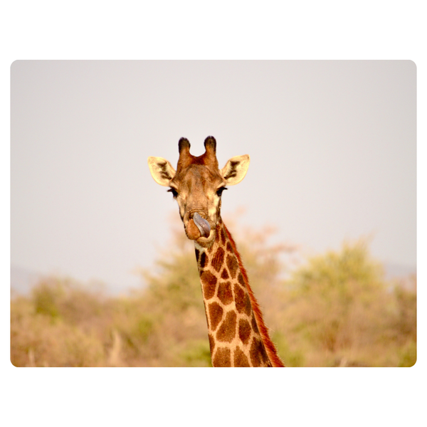 Giraffe Head Printed Mouse Pad