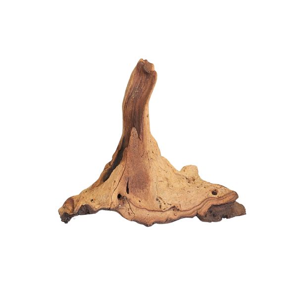 Mopane Root Habitat Décor - Natural African Wood for Terrariums &amp; Reptiles