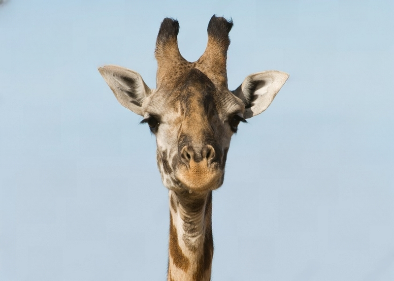 Wall Art Canvas - Giraffe Face