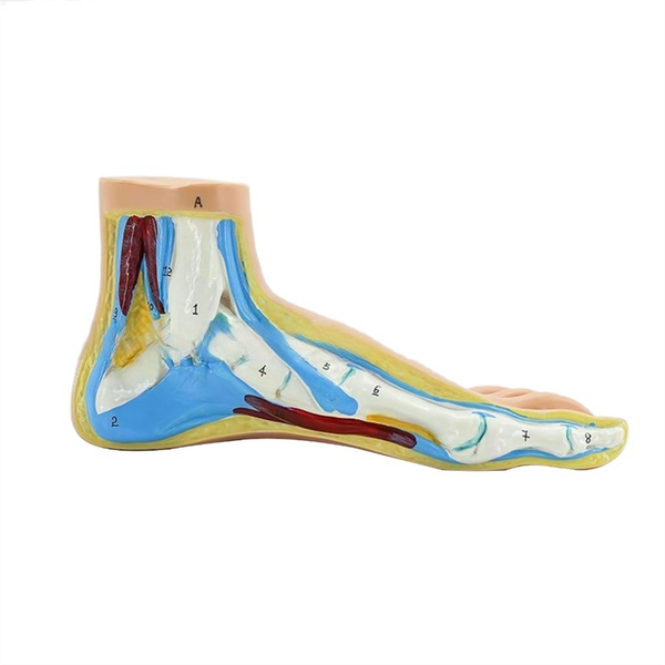 Foot Anatomy Model Human Anatomy Foot Model (Normal) Compatible with None