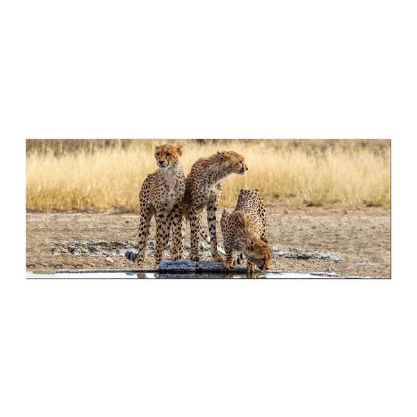 Cheetah Triplets Large Desk Pad By Annette Heymans