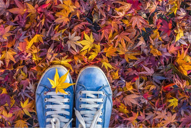 Laptop Skin Fall Leaves