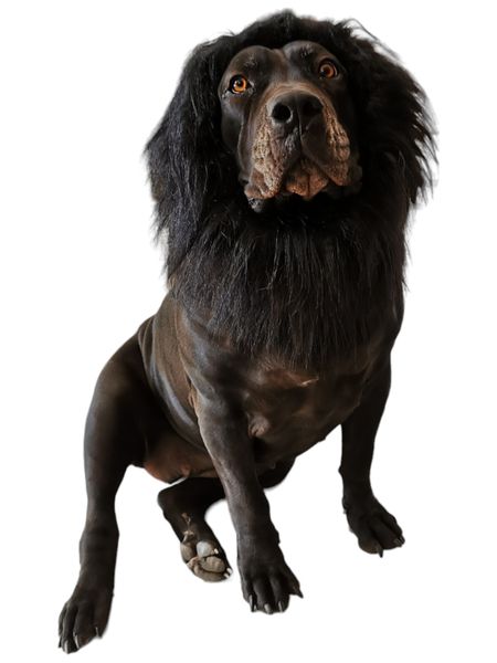 Lion Mane For Big Dog - Lion King Headpiece For Dogs Costume Dog Clothes
