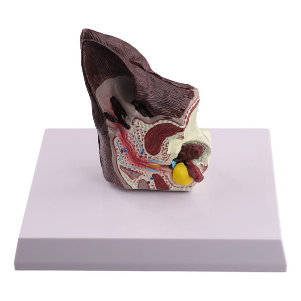 Dog Ear Lesion Animal Anatomy Model Compatible with None