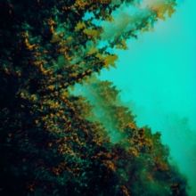 Caterpillars of Creation (CD / Album)