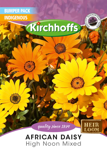 Kirchhoffs African Daisy High Noon Mixed Large Bumper Pack