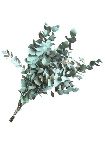 Preserved Pennygum / Eucalyptus Forever Flora