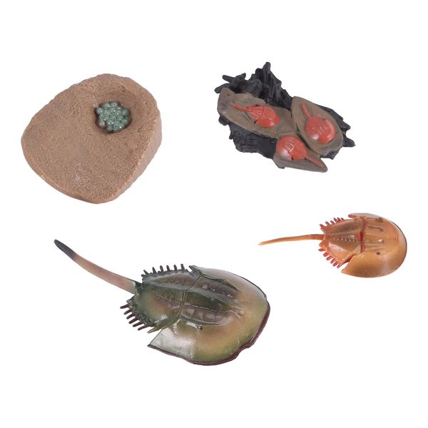 Simulation Horseshoe Crabs Growth Cycle Model Insect Life Cycle Model