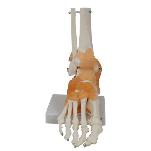 Foot Joint Model With Ligaments Human Anatomy Model Life Size