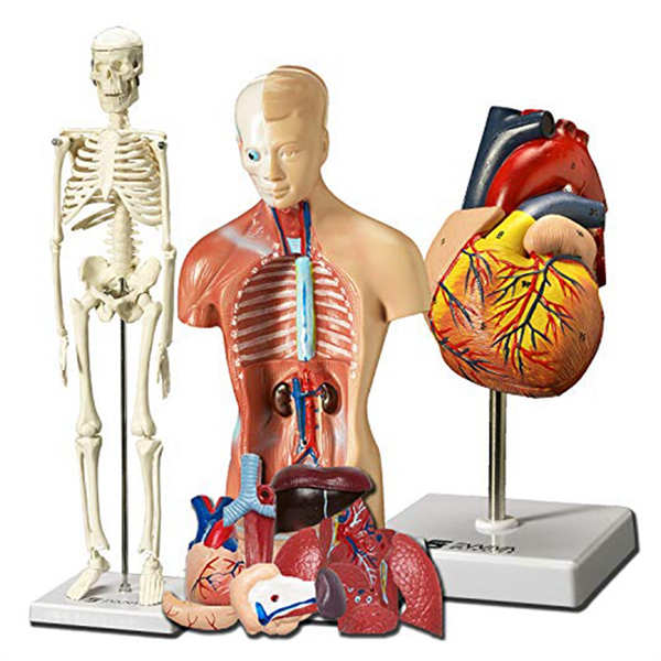 Human Heart,Torso And Skeleton Model- Hands-On 3D Model Learning Tool