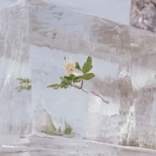 Wildflowers (Vinyl / 12" Album)