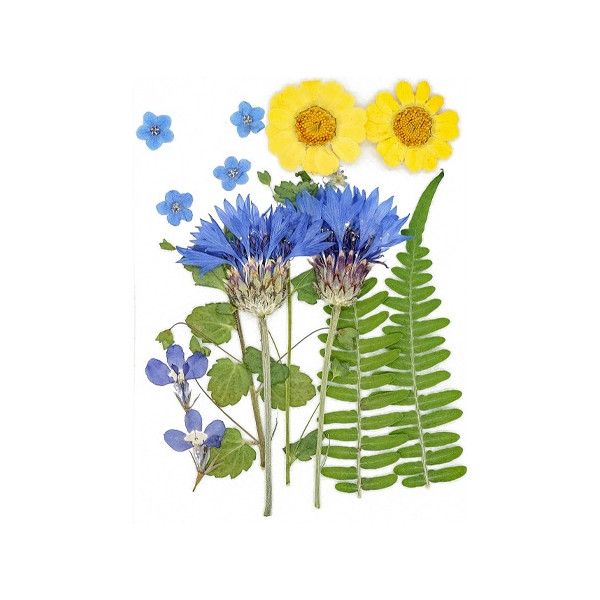 Pressed Dried Flowers, Style 12.8