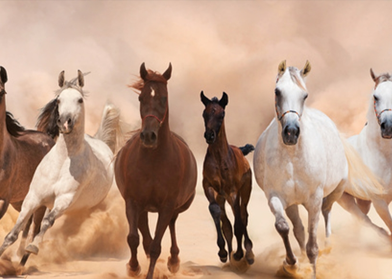 Wall Art Canvas - A Herd of Horses Running On The Sand Storm