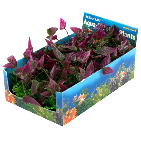 Penn-Plax - Aqua-Scaping Medium Green &amp; Purple Bunch Plant 5 Pack