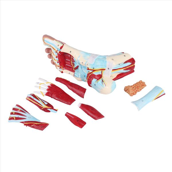 Foot Anatomy Model 9 Parts Foot Joints Including Bone Compatible with None