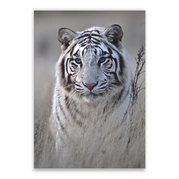 White Tiger Poster - A1