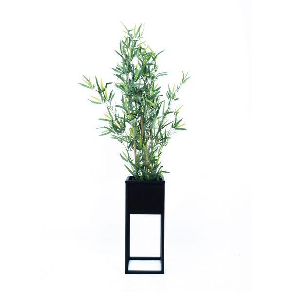 Rubber Plant in Modern Black Metal Planter