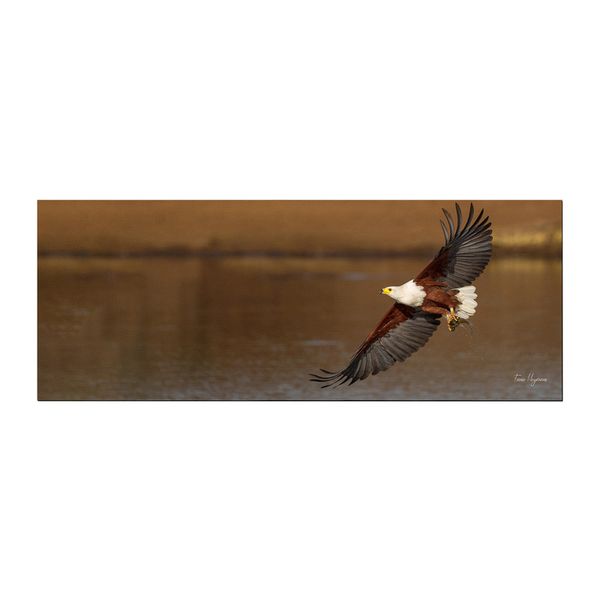 african fish eagle visarend flyby Large Desk Pad By Fanie Heymans