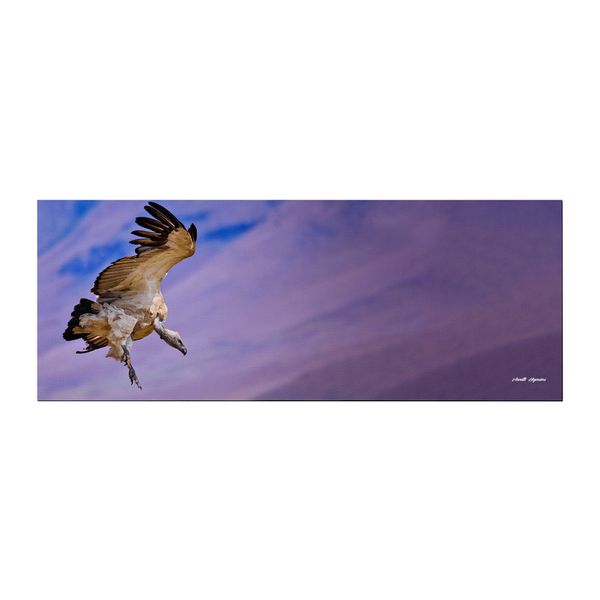 Cape Vulture Landing Large Desk Pad By Annette Heymans