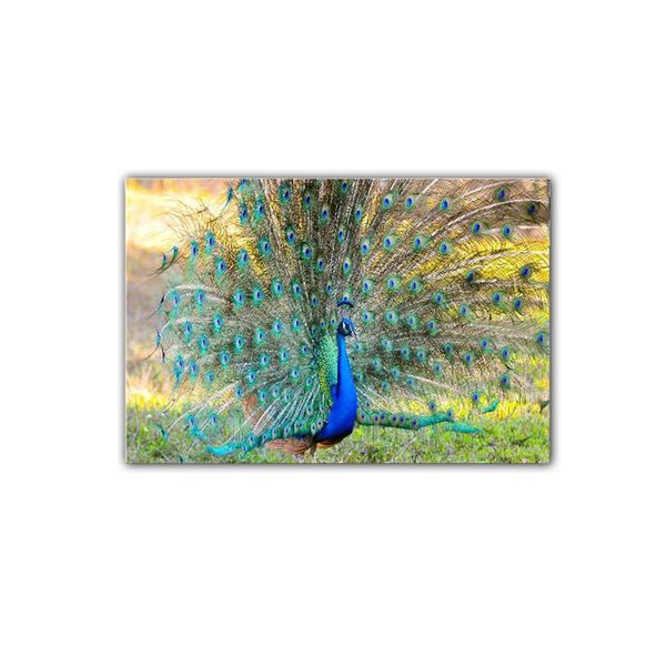Beautiful Blue Green Peacock Canvas Wall Art Design