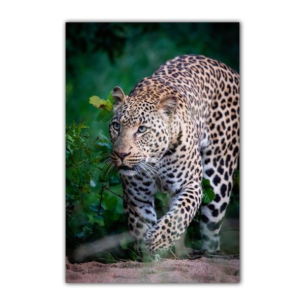 Premium Framed Canvas Print: Cheetah 7