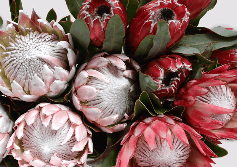 Wall Art Poster - Red Protea Flower Bunch Close 1