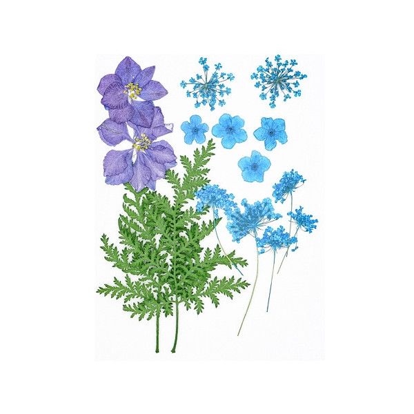 Pressed Dried Flowers, Style 12.11