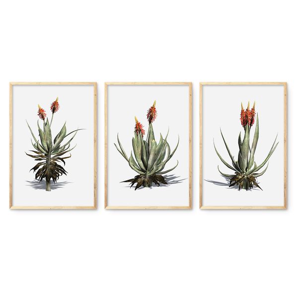 Cape Art Framed Canvas 3 Piece 35x50cm Succulent Plant