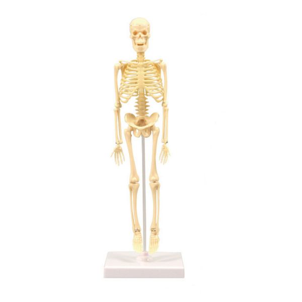 35cm Childrens Educational Skeleton Model Movable Joints Anatomy Learning