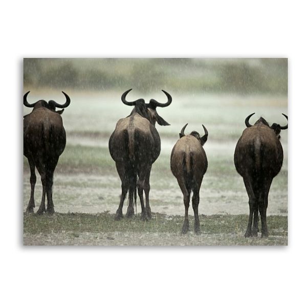 Wildebeest from back Canvas Animals Wall Art