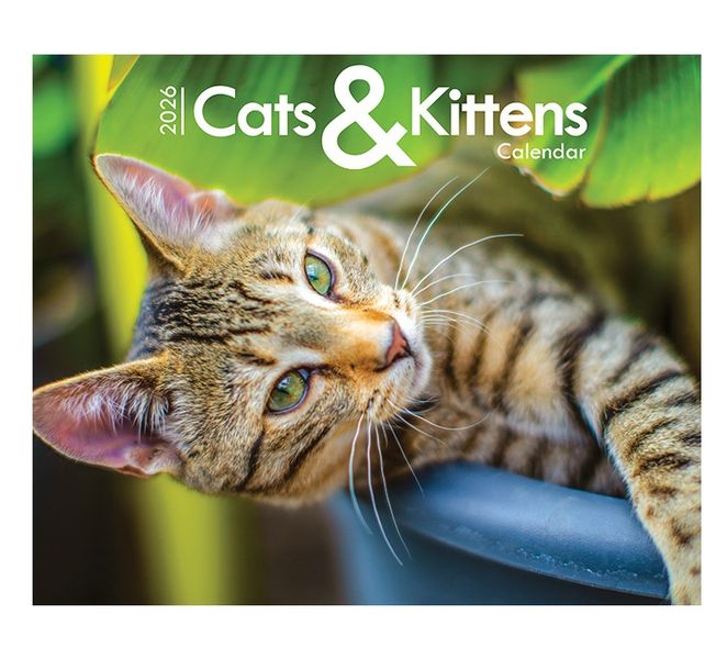 Cats &amp; Kittens - A4 Wall Calendar 2026