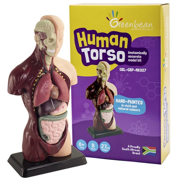 Greenbean Human Torso Model: 8 Pieces