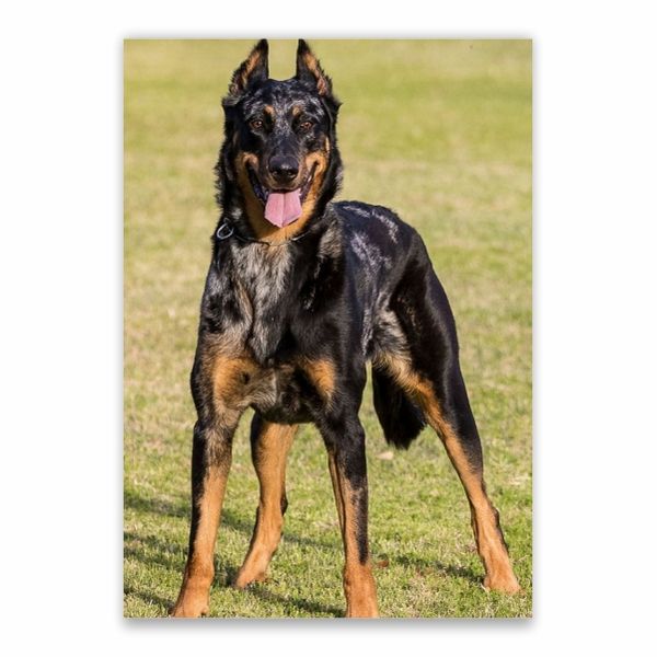 Beauceron Dog Poster - A1