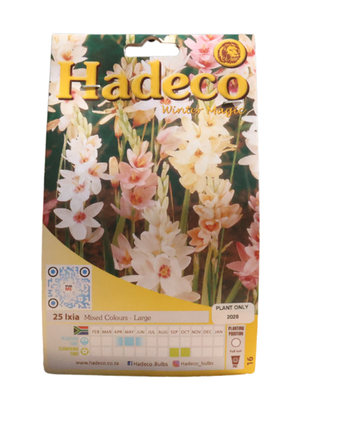 Ixias - Mixed - 25 bulbs p-pack