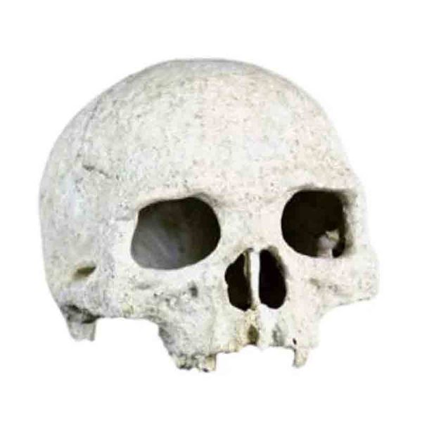 Primate Skull for Terrariums / Aquariums / Decor