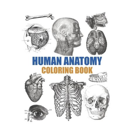 Download Human Anatomy Coloring Book An Entertaining Human Body Coloring Book For Adults Teens Doctors Nurses And Medical School Students Buy Online In South Africa Takealot Com