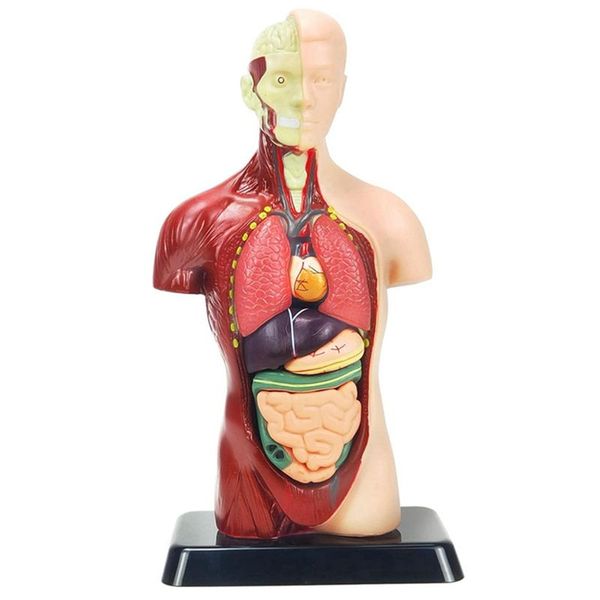 11 Inch Human Body Model For Kids Human Torso Anatomy Model Toys