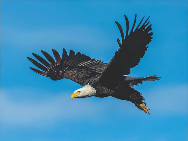 Laptop Skins - Eagle - Stickers - -Vinyl